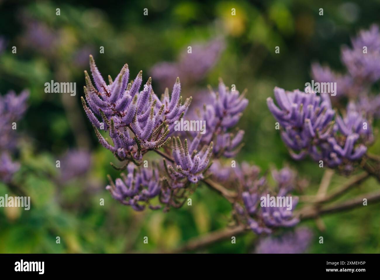 Schließen Sie die chinesische astilbe Rubra. Hochwertige Fotos Stockfoto