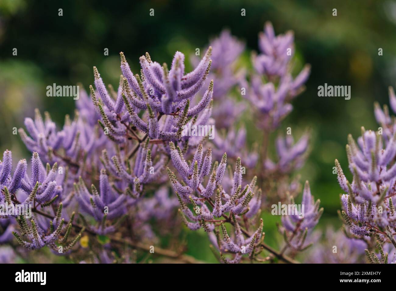 Schließen Sie die chinesische astilbe Rubra. Hochwertige Fotos Stockfoto