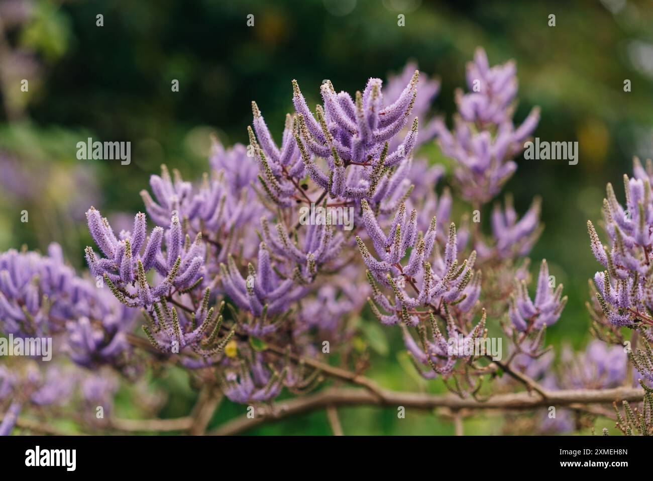 Schließen Sie die chinesische astilbe Rubra. Hochwertige Fotos Stockfoto