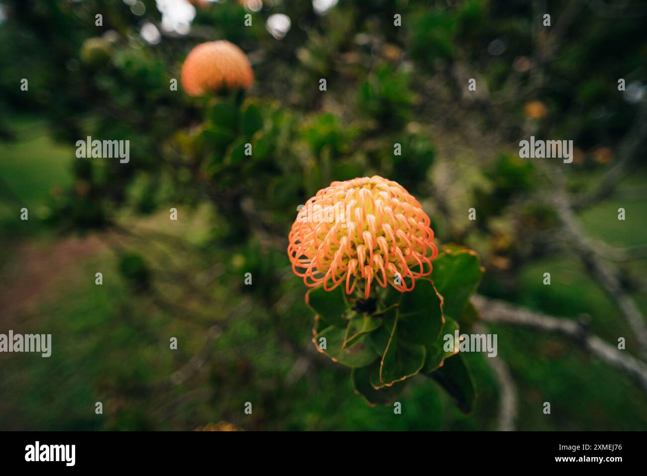 Nahaufnahme von Leucospermum cordifolium - Ornamental Pincushion. Hochwertige Fotos Stockfoto