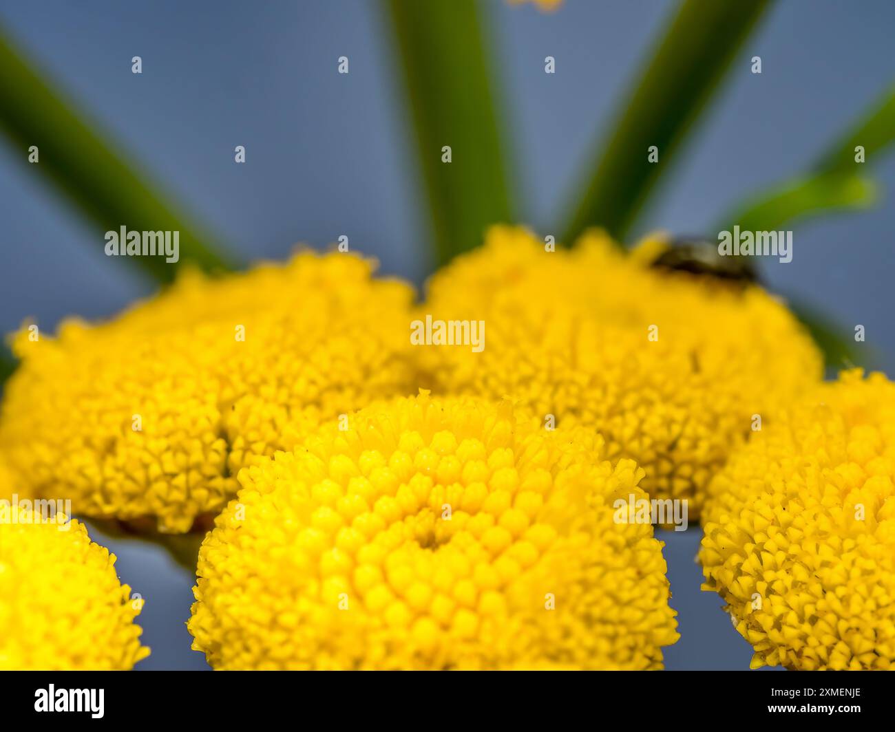 Nahaufnahme von Klumpen von tansy-Blüten in der Blüte Stockfoto