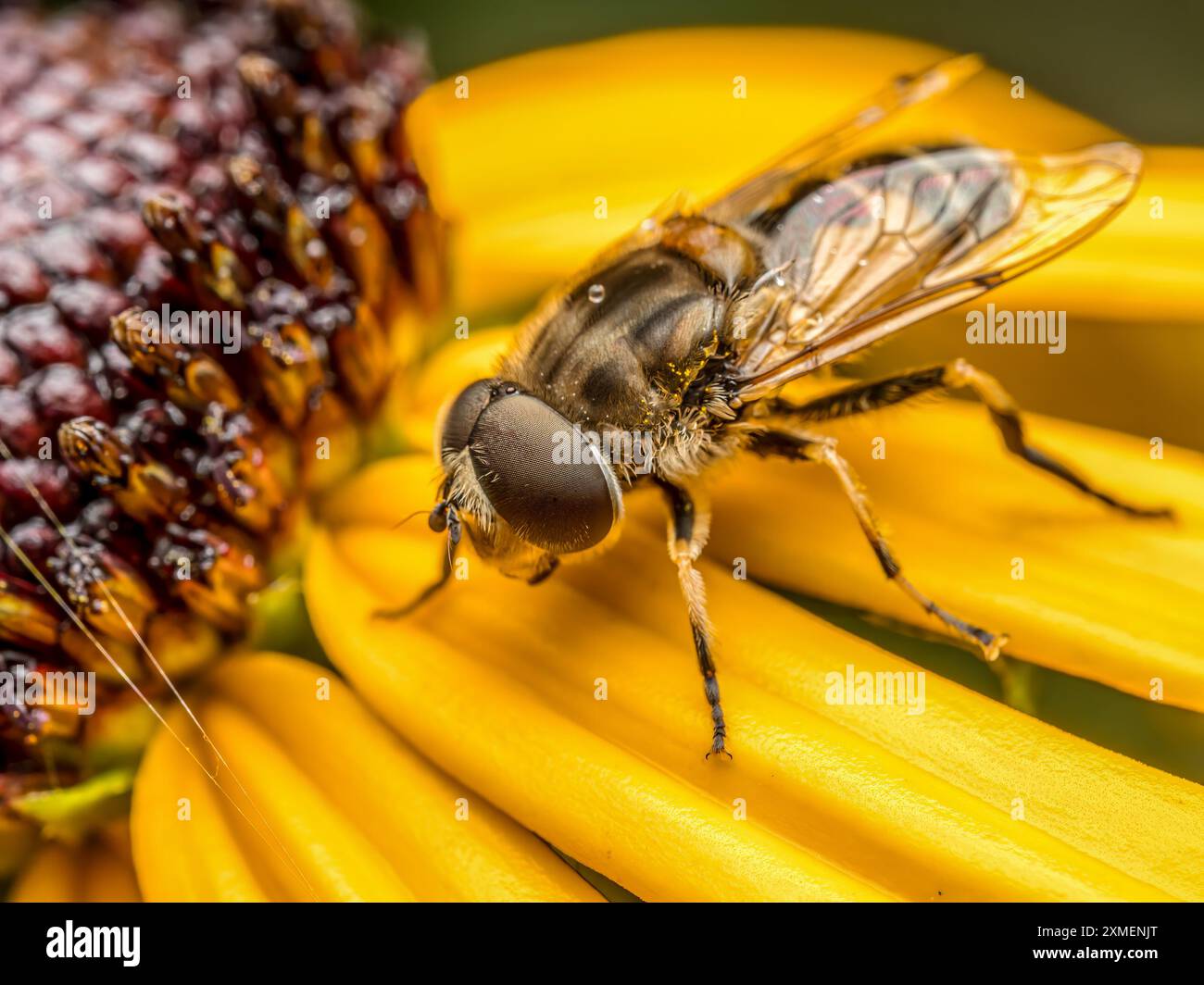 Nahaufnahme einer europäischen Drohnenfliege, die auf gelben Blütenblättern sitzt Stockfoto