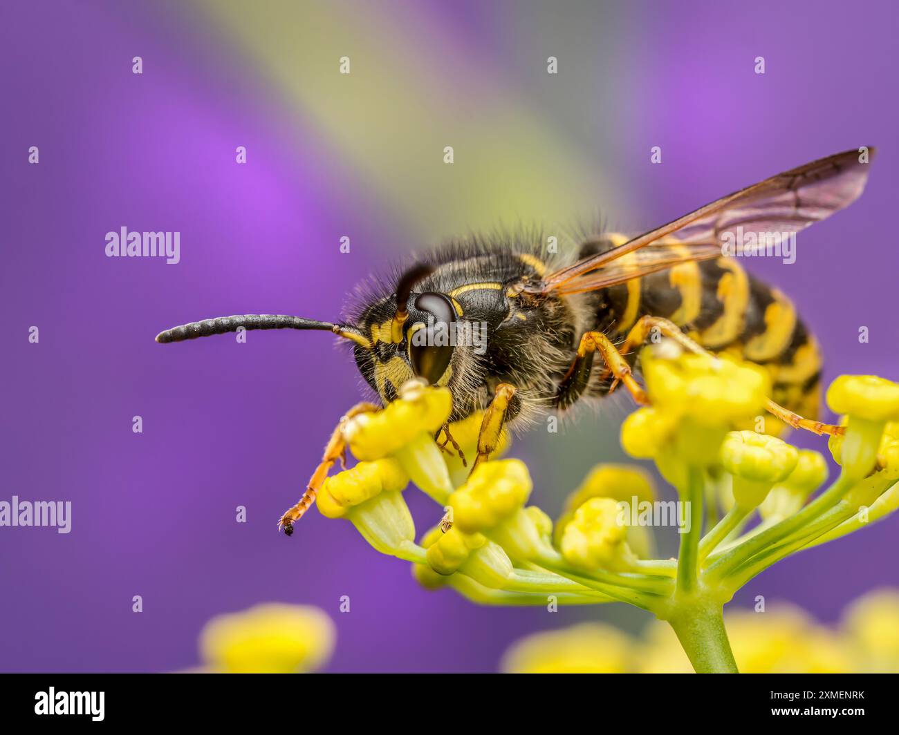 Nahaufnahme einer Wespe, die auf einer wilden gelben Blume sitzt Stockfoto