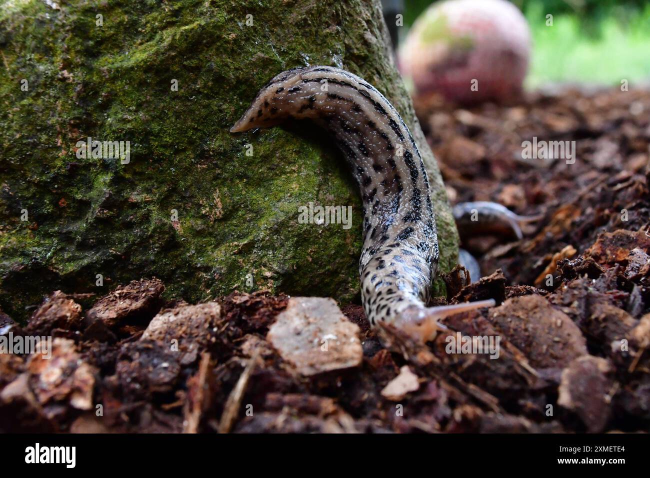 Fleischfressende Tigerschnegel Frisst Schnecke
