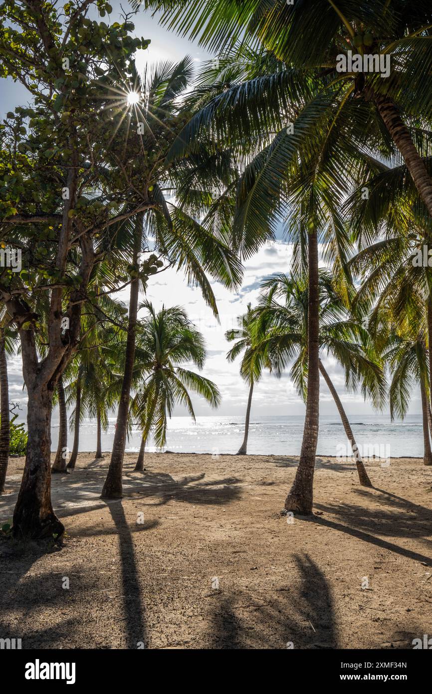 Romantischer Karibischer Sandstrand Mit Palmen, Türkisfarbenem Meer. Vormittagslandschaft Bei Sonnenaufgang In Plage De Bois Jolan, Guadeloupe, Französische Antillen Stockfoto