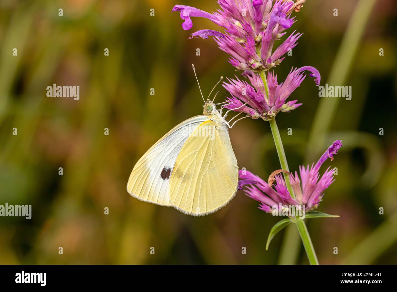 Europäischer Kohl Weißer Schmetterling auf Aprikosen-Sprite-Blüte. Insekten- und Naturschutz, Habitatschutz und Garten-Blumengarten-Konzept. Stockfoto