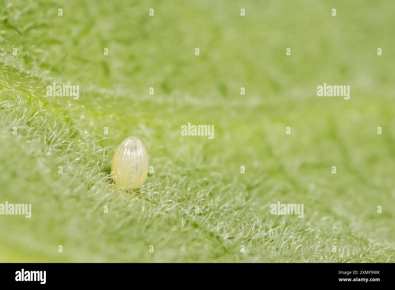 Monarch Butterfly Egg - Danaus plexippus Stockfoto
