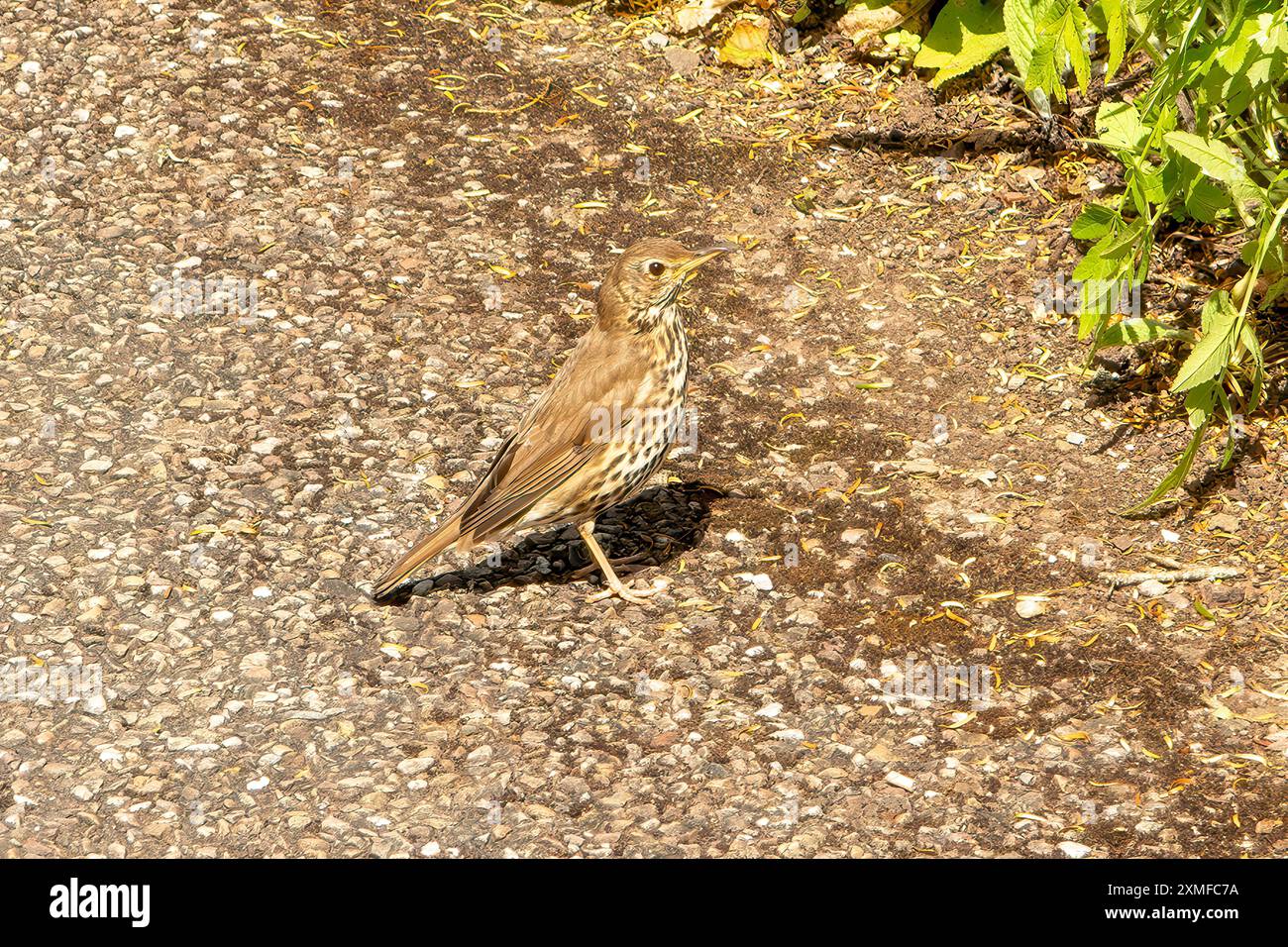 Song Thrush, Turdus philomelos in Dittisham, Devon, England Stockfoto