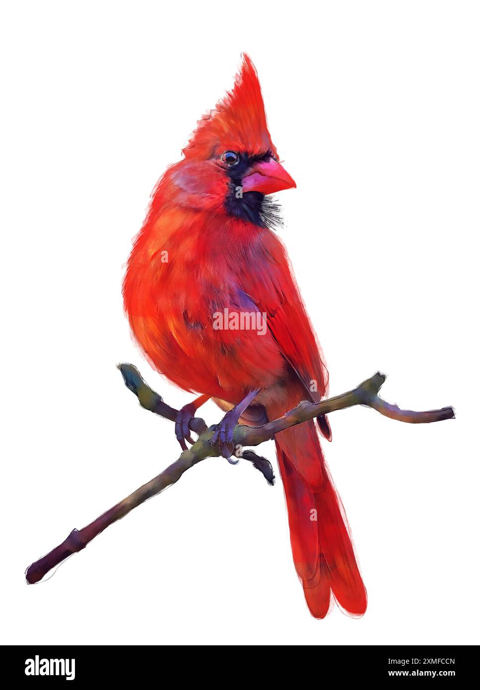 Männliche nördlichen Kardinal Aquarell Malerei, auf weißem Hintergrund Stockfoto