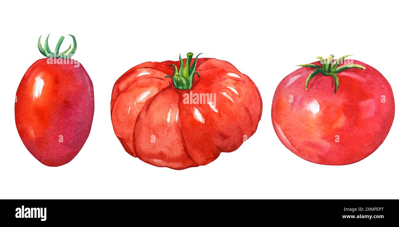 Aquarelltomaten auf weißem Hintergrund. Gesundes und reifes frisches Gemüse zum Kochen und Dekorieren. Ein Satz roter Tomaten für die Gestaltung des Etiketts Stockfoto