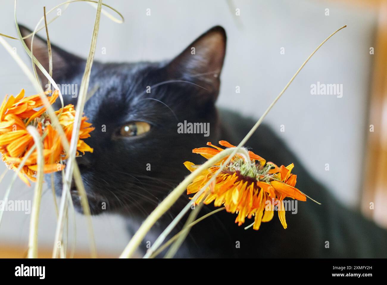 Schwarze Katze und orange verwelkter Blumenstrauß Stockfoto