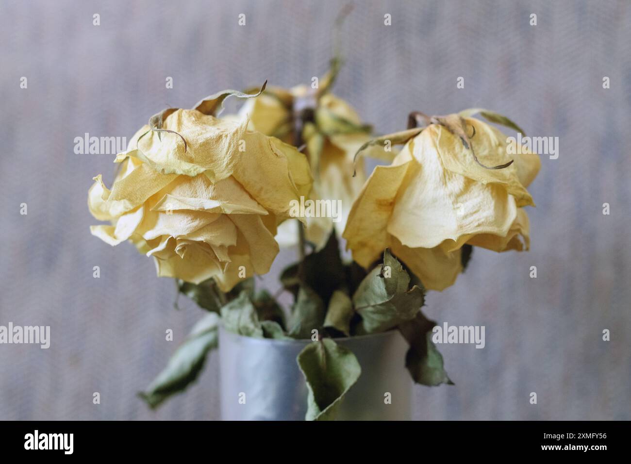 Trockene Rose auf hölzernem Hintergrund Stockfoto