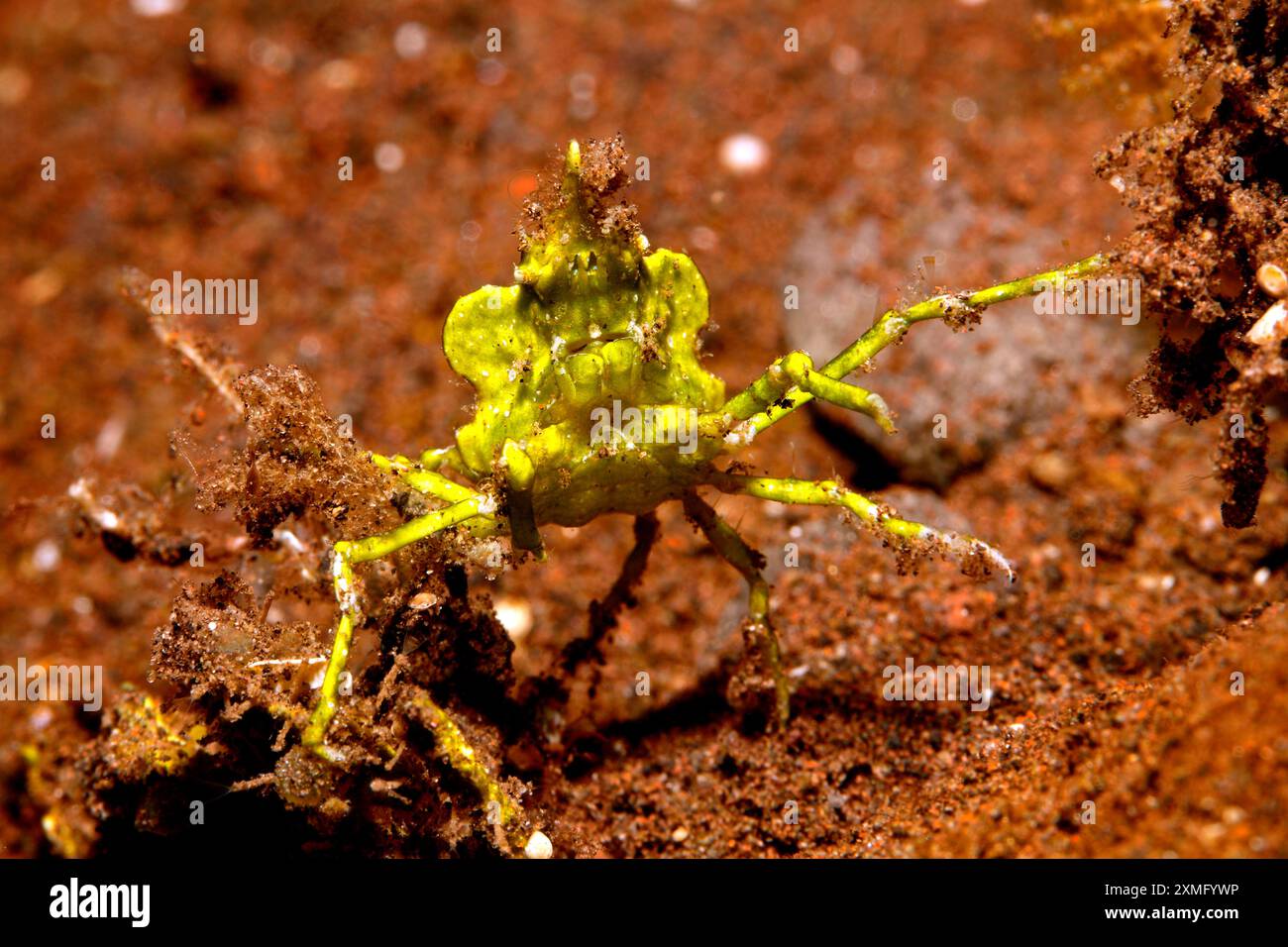 Halimeda Krabbe, Huenia heraldica. Eine Art Dekorator-Krabbe oder Pfeilspitze-Krabbe. Tulamben, Bali, Indonesien. Bali-Meer, Indischer Ozean Stockfoto