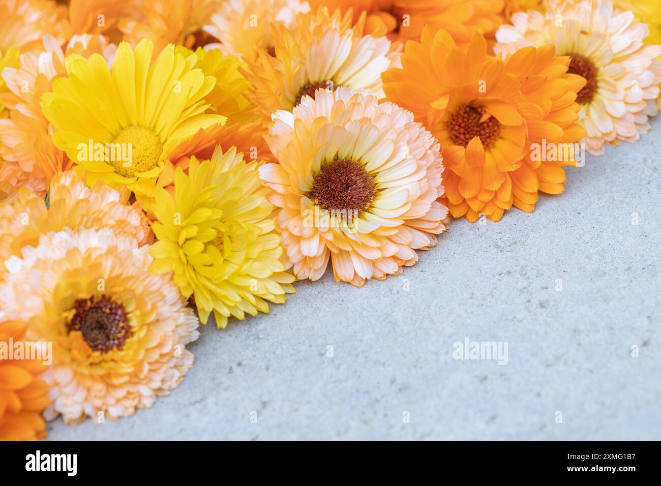 Mischung aus orangefarbenen und gelben Ringelblumen auf Betonoberfläche. Platz für Ihren Text. Stockfoto