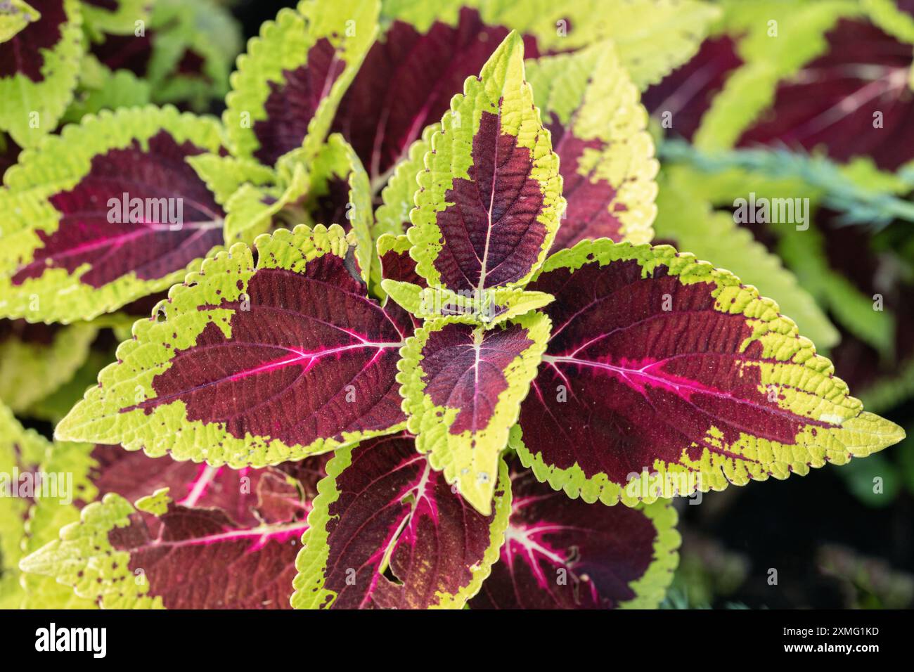 Bunte grün-violette Brennnesselblätter (Coleus Scutellarioides). Stockfoto