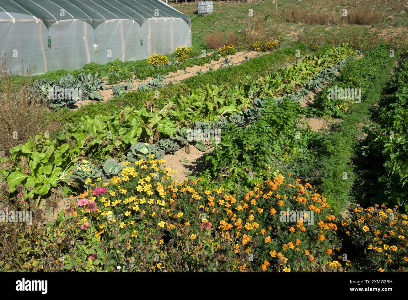 Blumen (Begleitpflanzung zur Schädlingsbekämpfung) und eine Vielzahl von Gemüse in einem kleinen Gemüsegarten in der Nähe des Klosters Vracevsnica in Sumadija, zentral Stockfoto