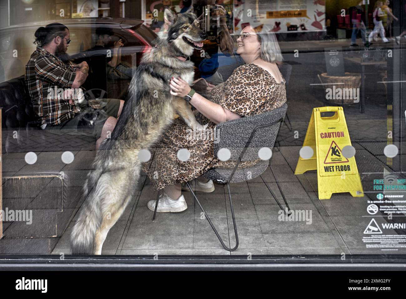 Hunde mit Besitzer. Deutsche Schäferhund-Frau-Besitzerin, durch das Fenster eines Cafés. England, Großbritannien Stockfoto