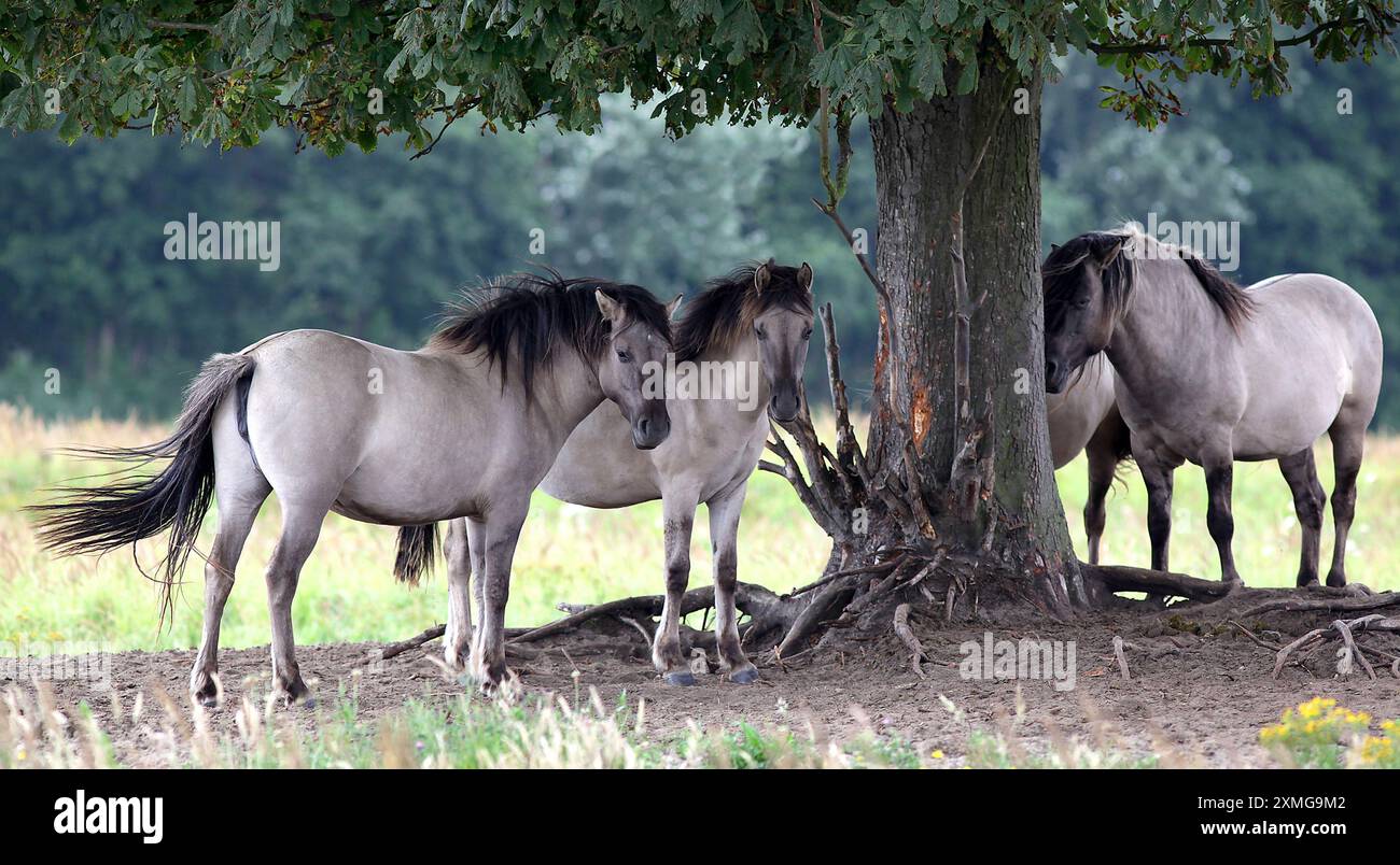 Das Konik-Pferd, eine polnische Pony-Rasse. Halbferale Populationen in einigen Regionen. Stockfoto