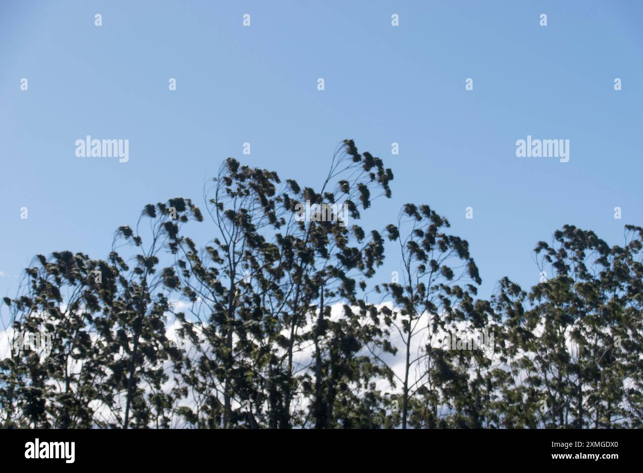 Top-Braches von australischem überflutetem Kaugummi, Rosengummi, Eukalyptus grandis, gebeugt von den nördlichen Winterwinden im subtropischen Regenwald, Queensland. Stockfoto