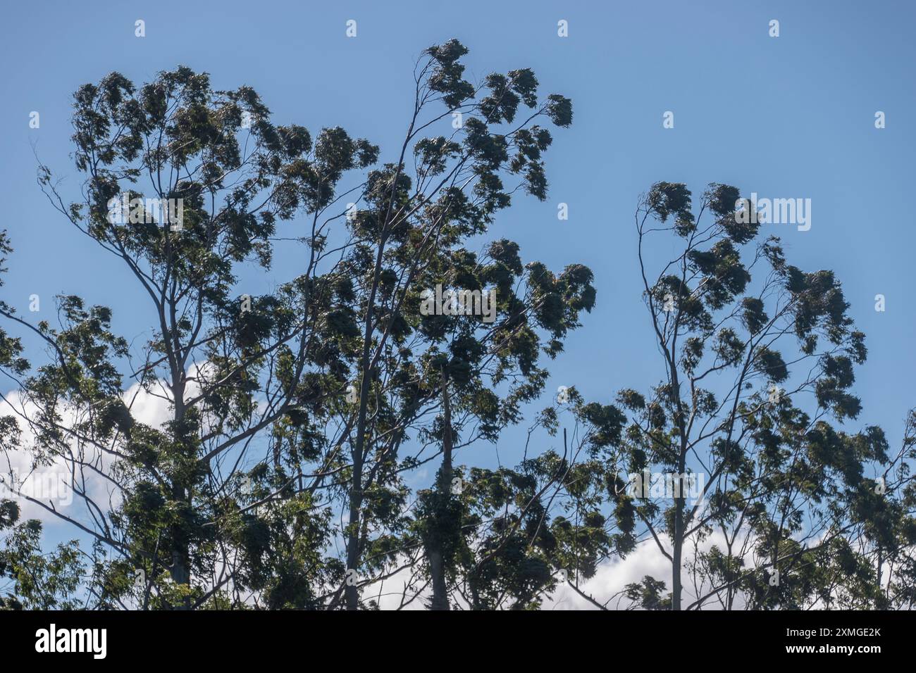 Top-Braches von australischem überflutetem Kaugummi, Rosengummi, Eukalyptus grandis, gebeugt von den nördlichen Winterwinden im subtropischen Regenwald, Queensland. Stockfoto