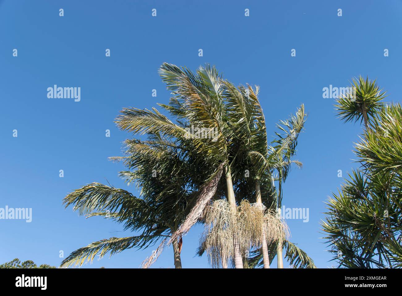 Palmenspitzen (Bangalows, Archontophoenix cunninghamiana) im Garten in Queensland, Australien, die von starken Nordwinden geweht und gebogen werden. Stockfoto