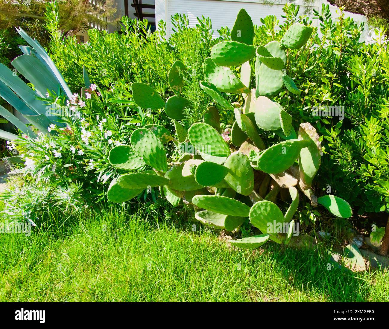 Opuntia Feigenkaktus wächst in einem Garten Suances Cantabria Spanien Stockfoto