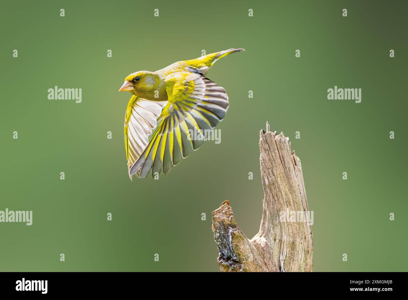 Nahaufnahme von Greenfinch, Chloris chloris, fliegend von totem vertikalen Baumstumpf mit nach unten gekrümmtem Flügelschlag mit Augenkontakt gegen verschwommenes grünes Backgr Stockfoto