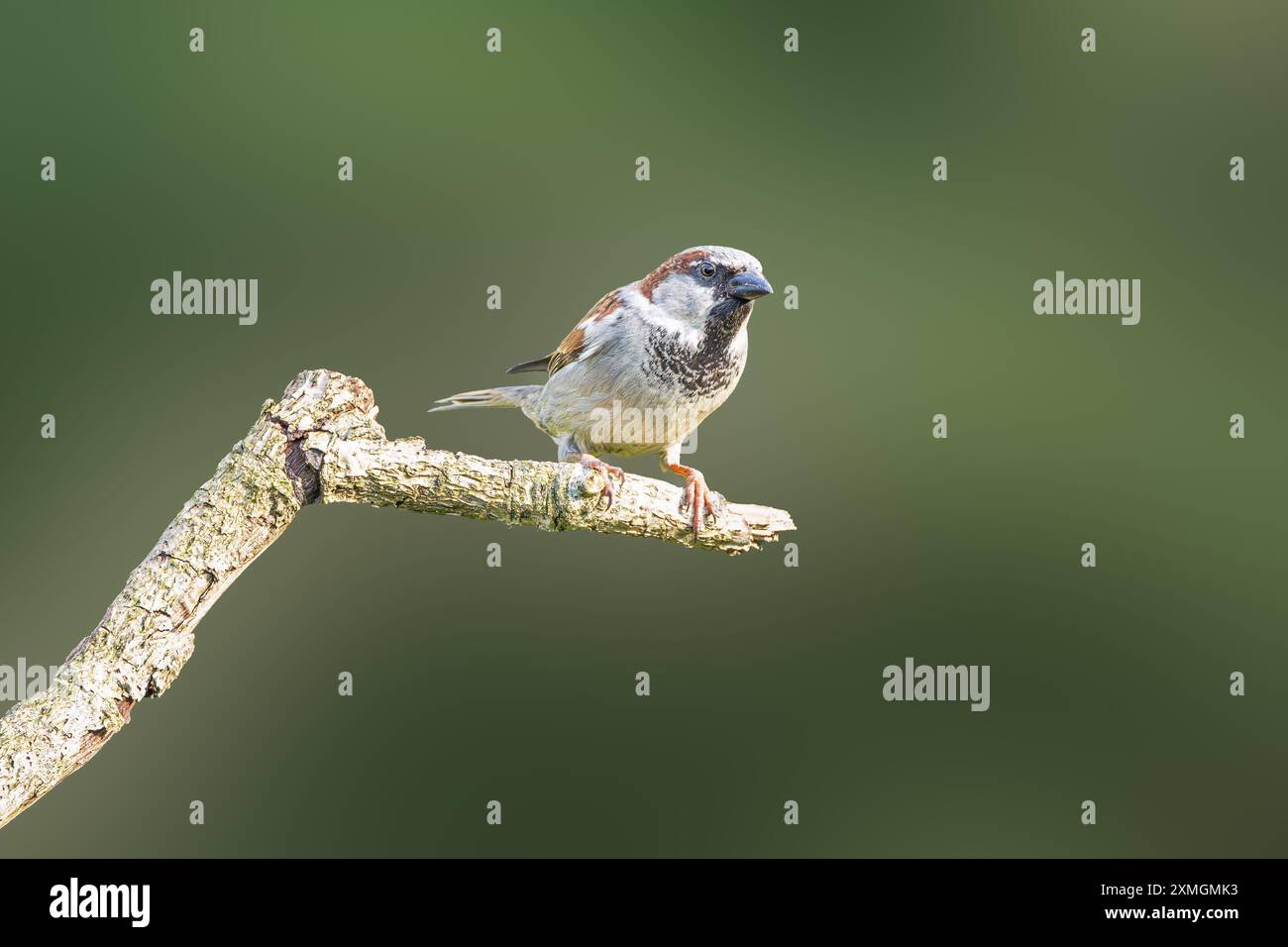 Nahaufnahme männlicher Haussperling, Passer domesticus, auf dem Ast mit Augenkontakt und Beinen mit scharfen Nägeln, die fest am Ast geklemmt sind Stockfoto