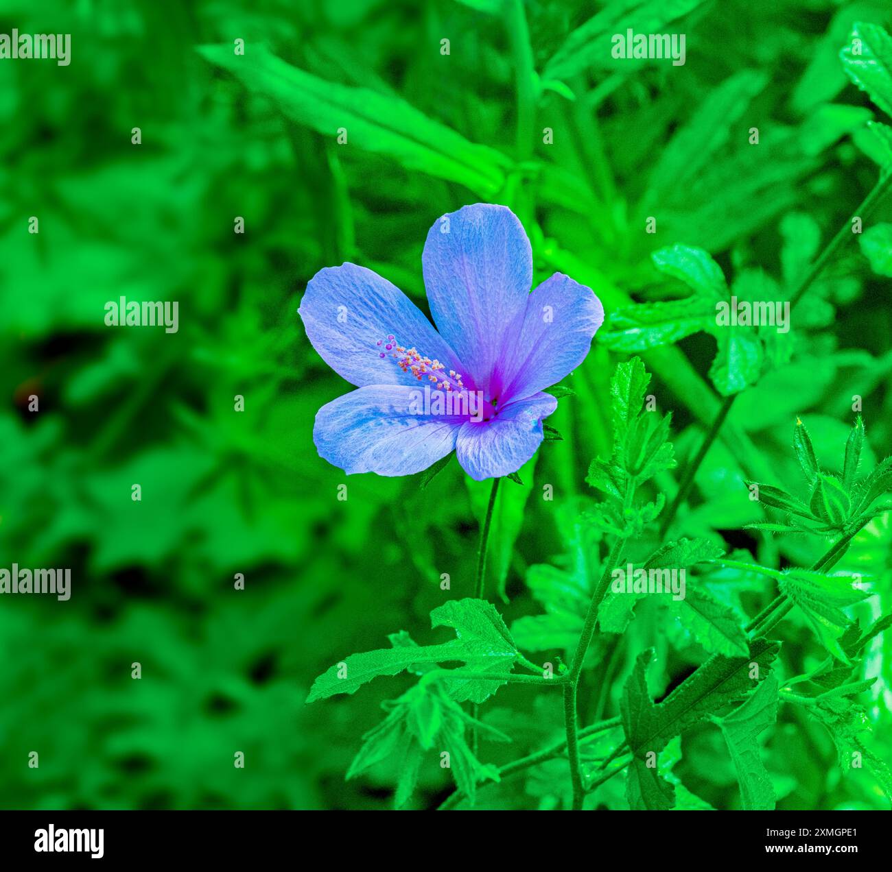 Lila Hibiskus (Alyogyne Huegelii), Australien Stockfoto