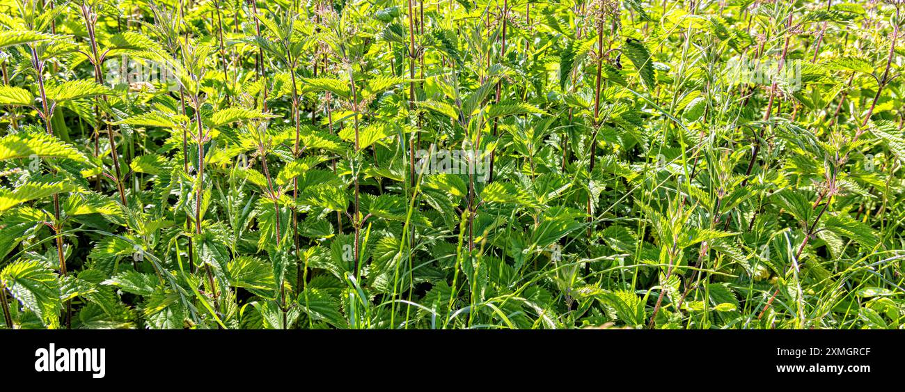 Hintergrundbild der Blattnessel Stockfoto