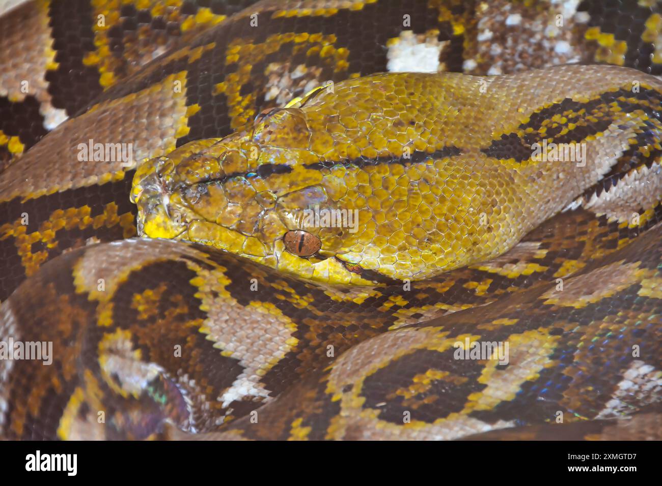 Malayopython reticulatus, Netzpython, Netzpython Stockfoto