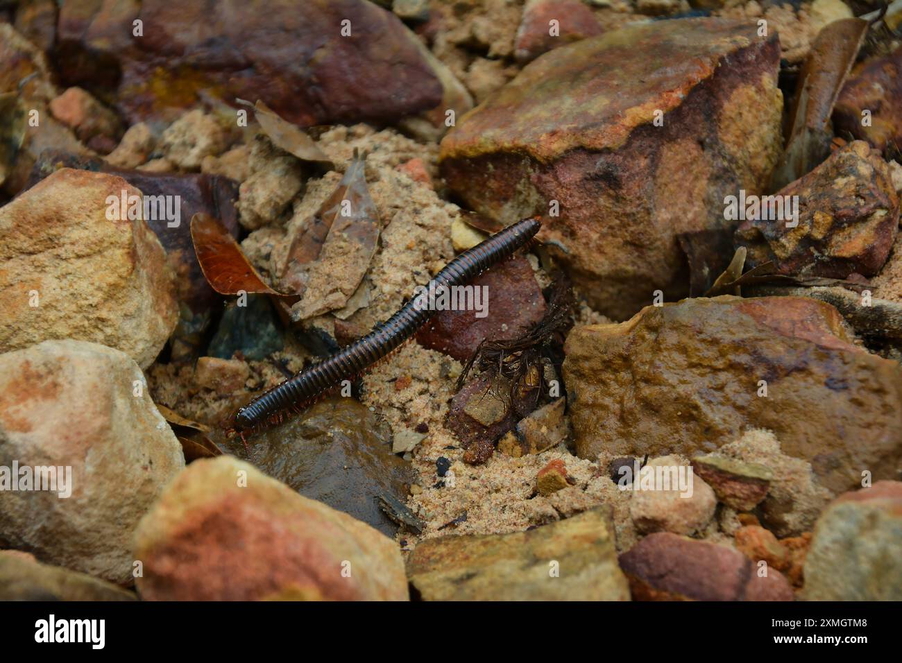 Ein riesiger weißer Millipede, der auf dem Holzstock läuft. kambodscha Stockfoto