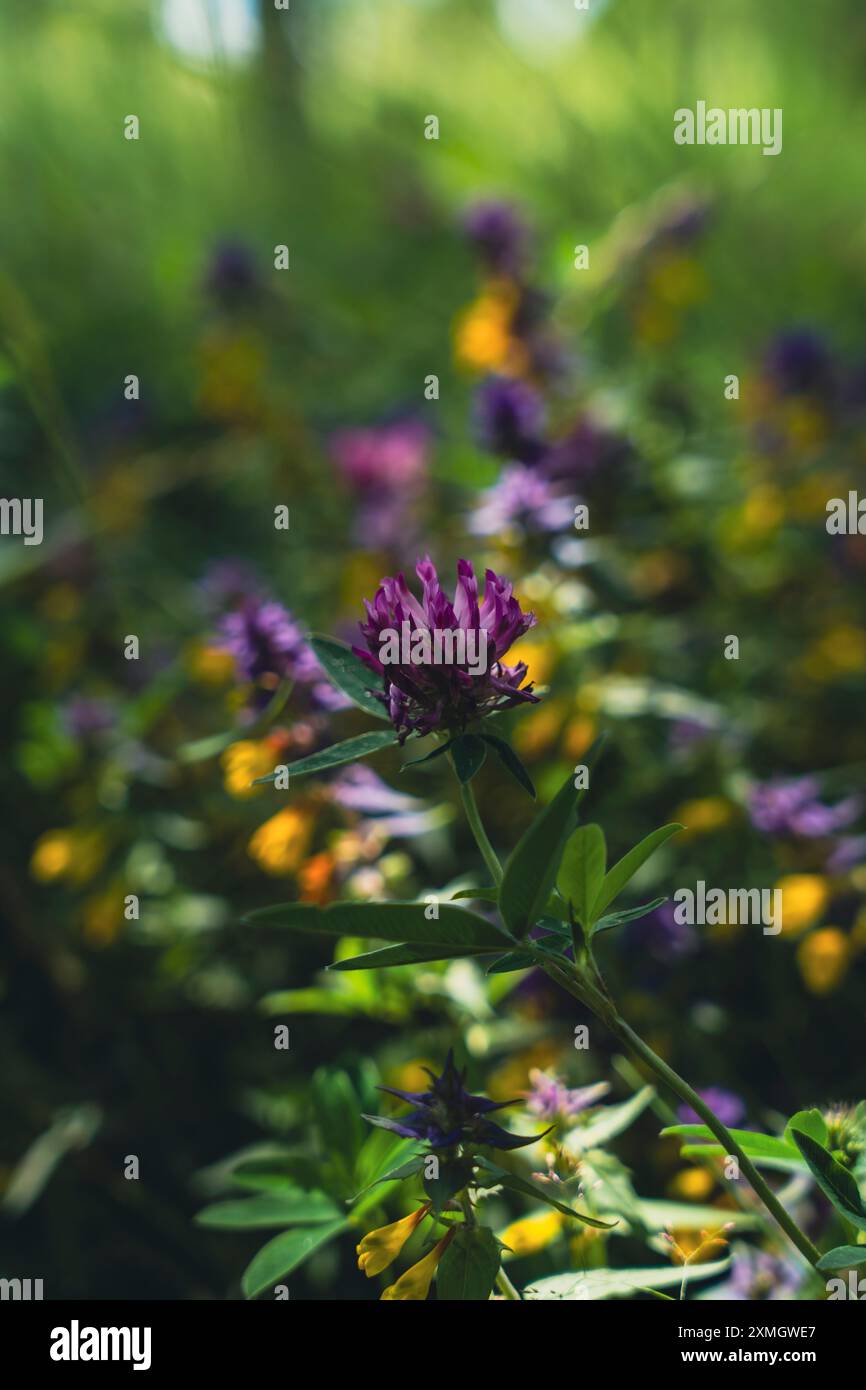 Das Bild zeigt eine Nahaufnahme blühender Wildblumen mit einem Fokus auf die Blumen und Blätter. Der Hintergrund ist unscharf und grün, wodurch ein natürliches und entsteht Stockfoto