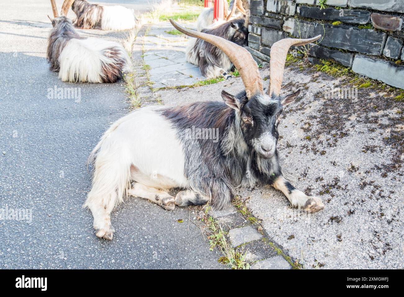 Herde wilder Ziegen im Llanberis Slate Quarry Museum. Gwynedd North Wales. Stockfoto