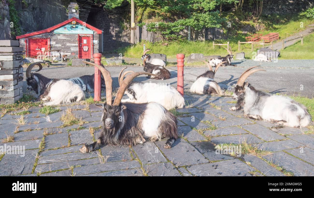 Herde wilder Ziegen im Llanberis Slate Quarry Museum. Gwynedd North Wales. Stockfoto