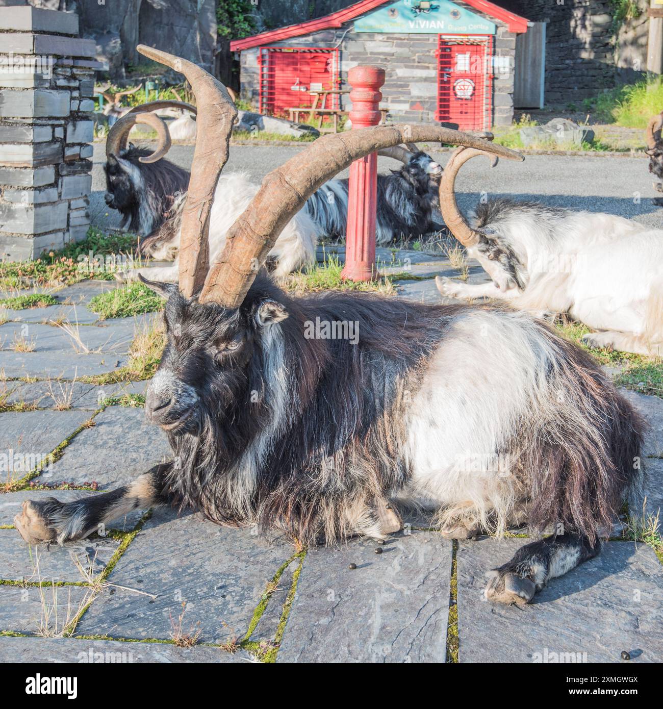 Herde wilder Ziegen im Llanberis Slate Quarry Museum. Gwynedd North Wales. Stockfoto