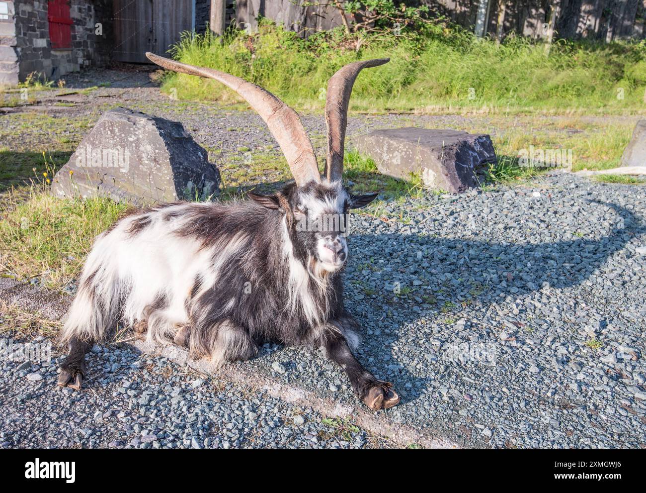 Herde wilder Ziegen im Llanberis Slate Quarry Museum. Gwynedd North Wales. Stockfoto