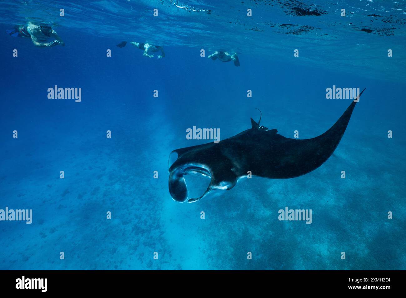 Mantarochen aus nächster Nähe in der mayotte Lagune im Indischen Ozean Stockfoto