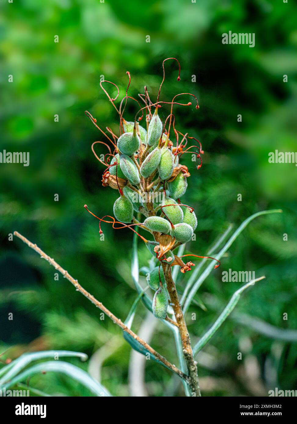 Typische australische Flora eine Red Grevillea Banksii Familie Proteaceaein Stockfoto