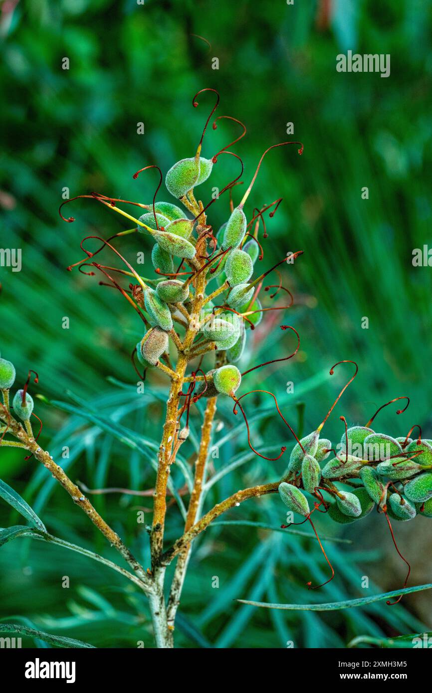 Typische australische Flora eine Red Grevillea Banksii Familie Proteaceaein Stockfoto