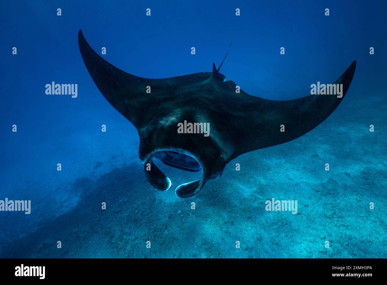 Mantarochen aus nächster Nähe in der mayotte Lagune im Indischen Ozean Stockfoto