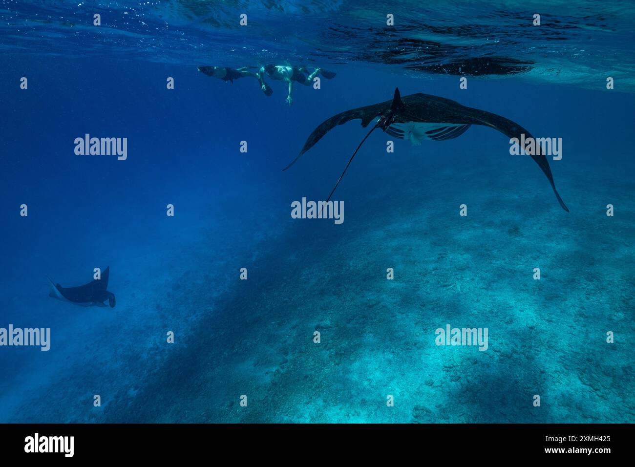 Mantarochen aus nächster Nähe in der mayotte Lagune im Indischen Ozean Stockfoto