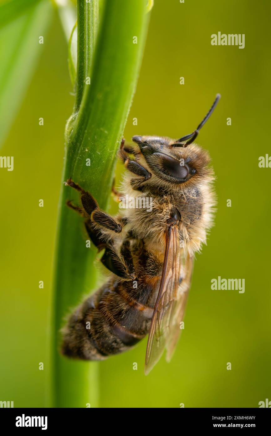Honigbiene - APIs mellifera, häufiges populäres fliegendes Insekten, das in Wiesen und Wäldern des afro-Eurasischen Festlandes in Tschechien beheimatet ist. Stockfoto