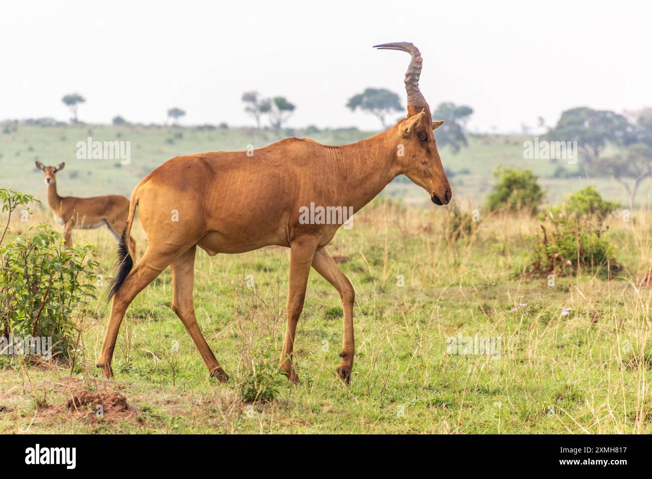 Lelwel Hartebeest (Alcelaphus buselaphus lelwel) im Murchison Falls Nationalpark, Uganda Stockfoto