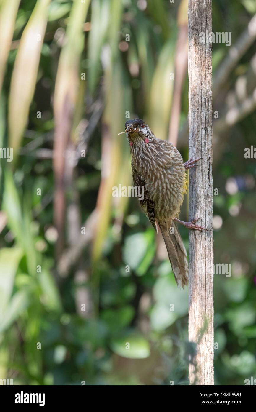Red Wattlebird isst eine Biene auf dem vertikalen Pfahl Stockfoto