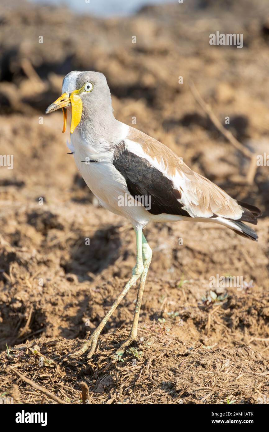 Weißgekrönter Lapwing (Vanellus albiceps) Limpopo, Südafrika, der über getrockneten Schlamm in der Nähe des Wasserlochs spaziert Stockfoto