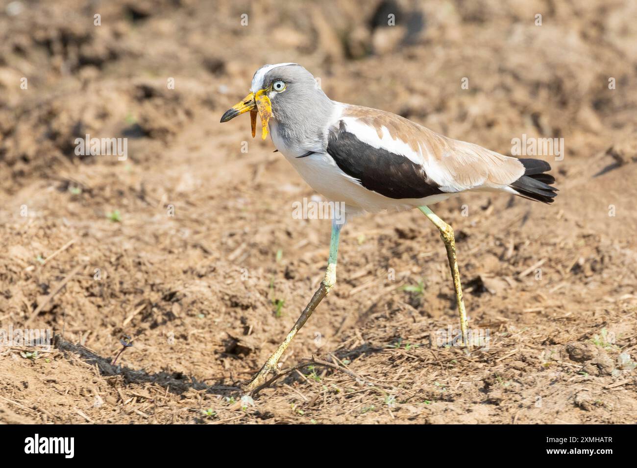 Weißgekrönter Lapwing (Vanellus albiceps) Limpopo, Südafrika, der über getrockneten Schlamm in der Nähe des Wasserlochs spaziert Stockfoto