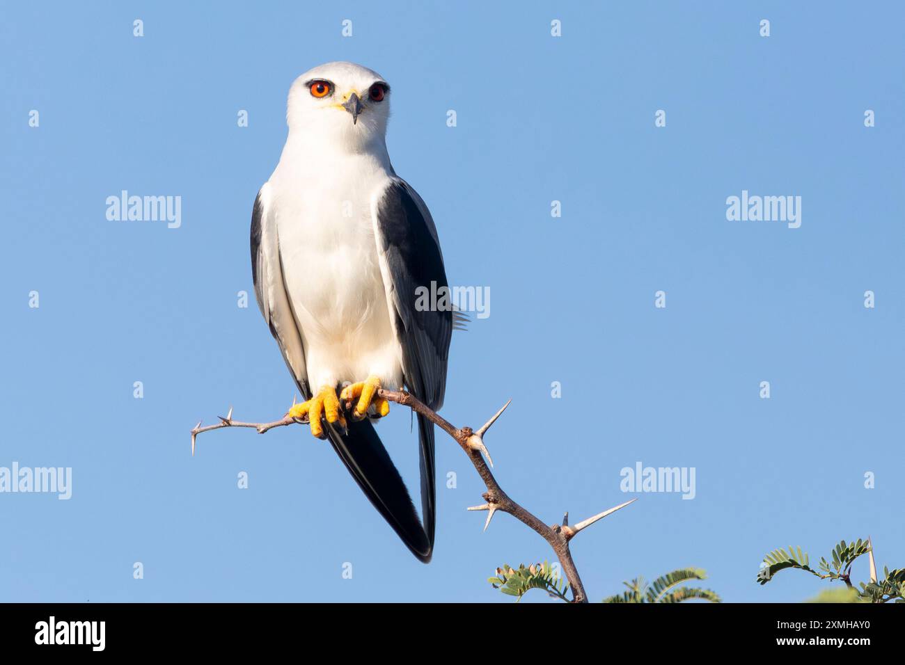 Schwarzschulterdrachen oder Schwarzflügeldrachen (Elanus caeruleus) auf dem Aussichtspunkt eines Baumzweigs an der Westküste Südafrikas Stockfoto