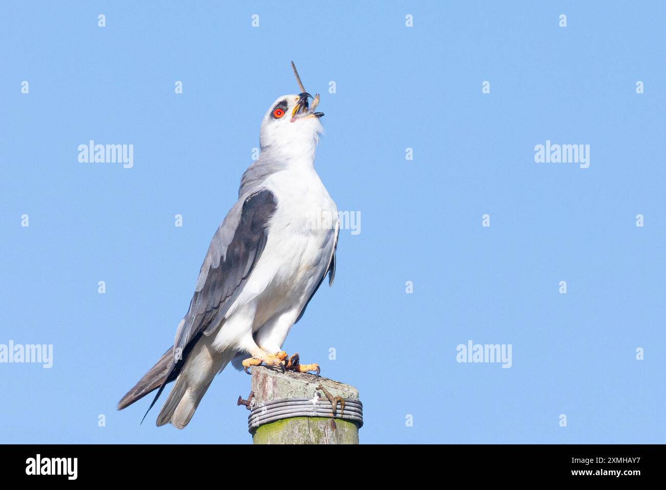 Schwarzflügeliger oder Schwarzschulterdrachen (Elanus caeruleus), der Nagetiere fresst, Langebaan, Westküste, Südafrika Stockfoto