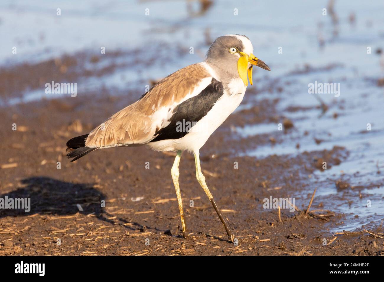 Weißgekrönter Lapwing (Vanellus albiceps) Limpopo, Südafrika, der bei Sonnenuntergang am Damm auf der Suche ist Stockfoto